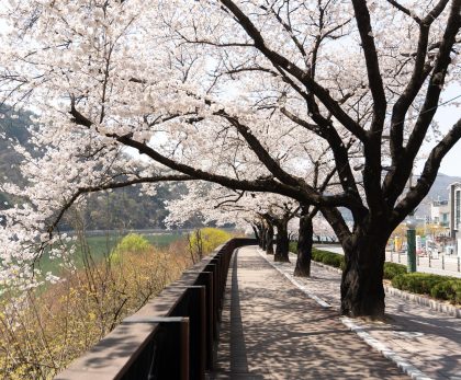 Cuaca dan Musim di Korea Selatan- Panduan Waktu Terbaik Liburan ke Korea