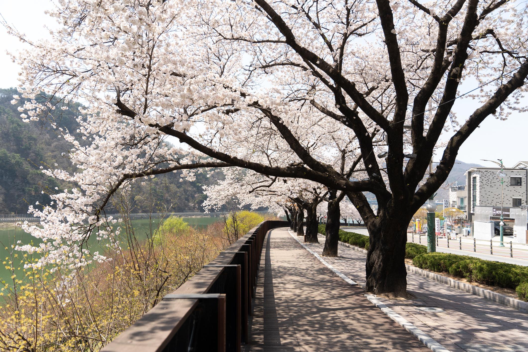 Cuaca dan Musim di Korea Selatan- Panduan Waktu Terbaik Liburan ke Korea